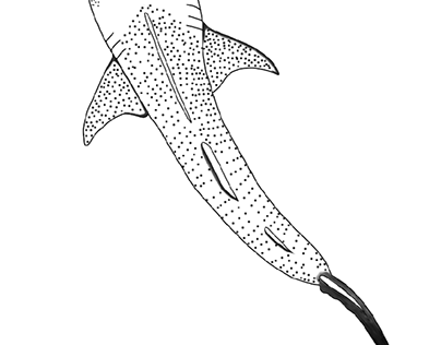 Tiburãn ballena projects photos videos logos illustrations and branding