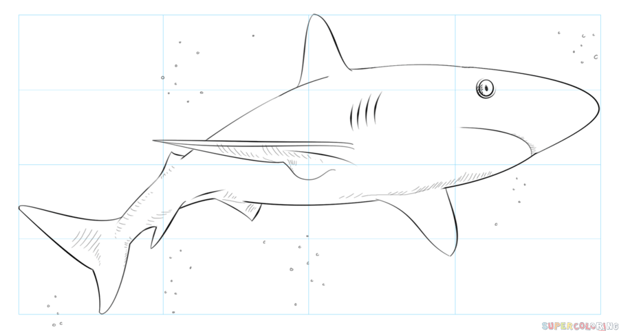 Cãmo dibujar un tiburãn de arrecife del caribe tutorial de dibujo paso a paso