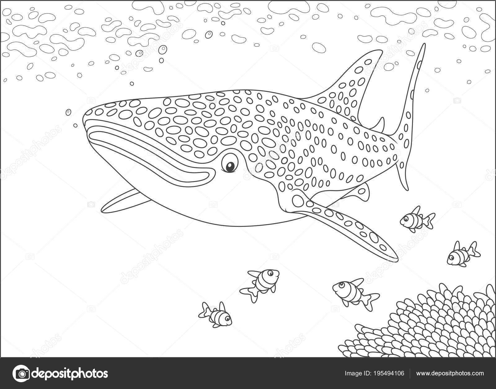 Tiburãn ballena grande pequeãos peces coral nadando sobre arrecife mar vector de stock por alexbannykh