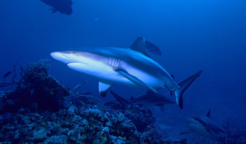 Filegrey reef sharkjpg