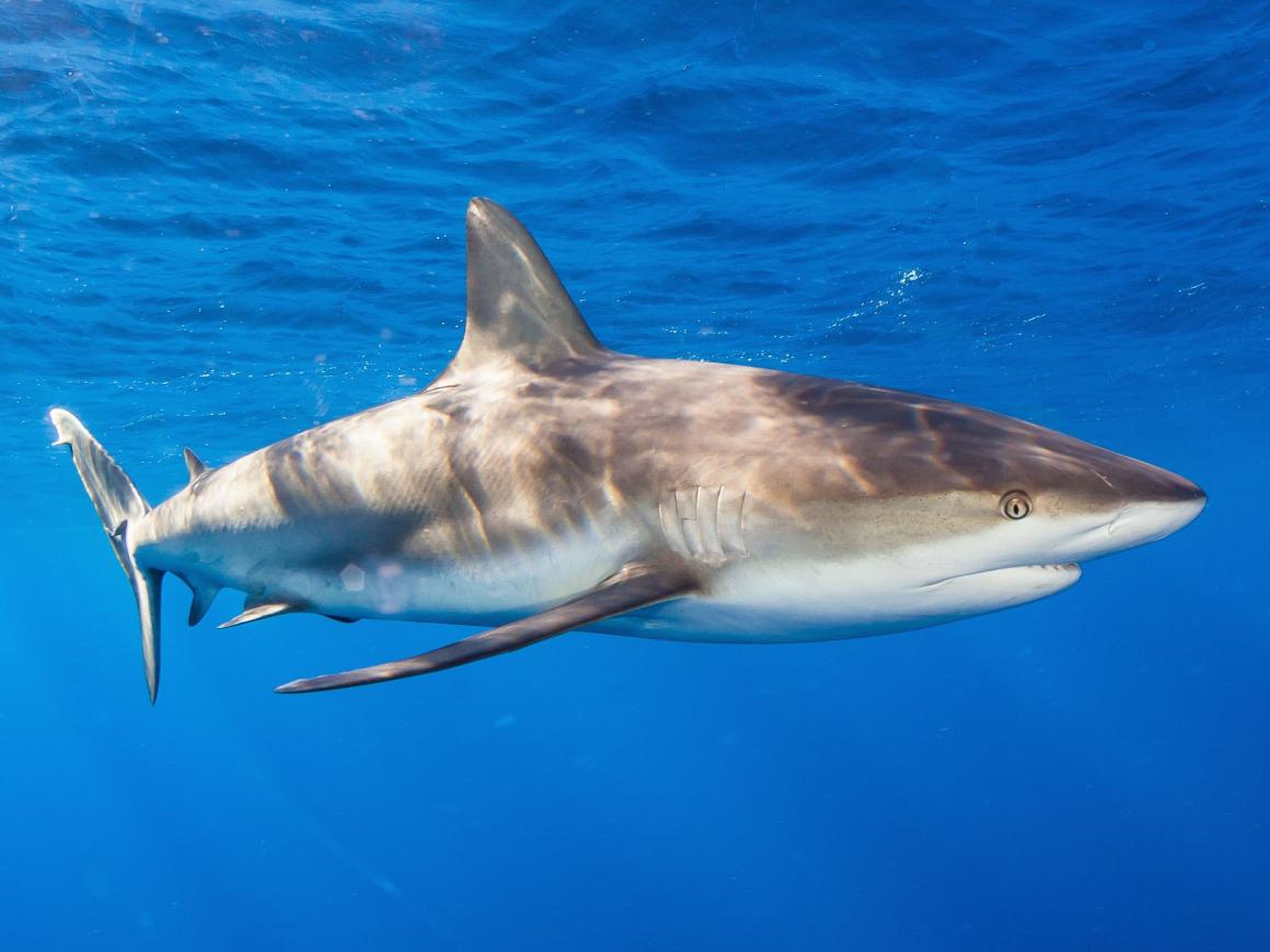 Fotos submarinas que revelan cãmo son de cerca los tiburon busins insider paãa