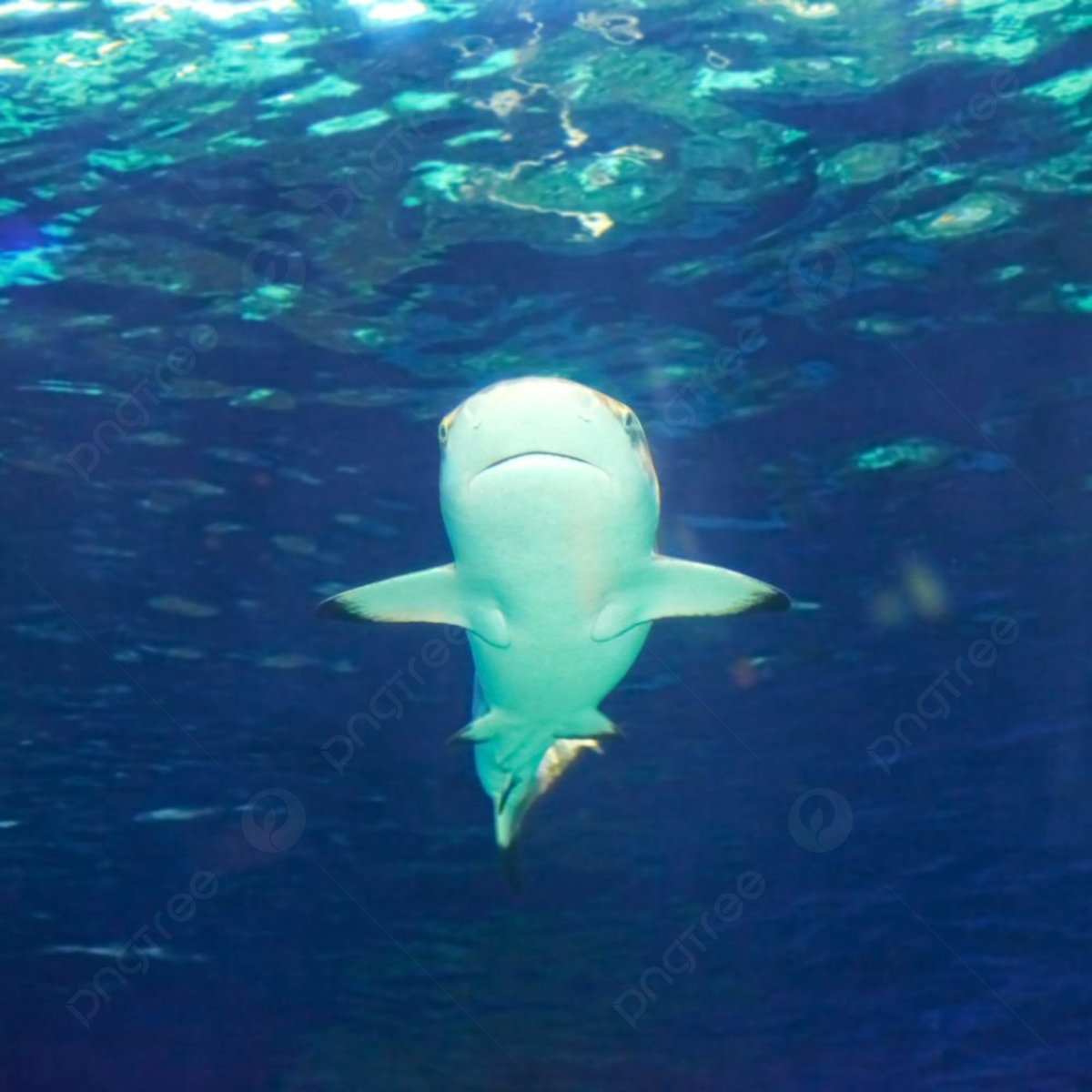 Fondo tiburãn de arrecife caribeão carcharhinus perezii en el agua azul del ocãano e imagen para dcarga gratuita