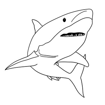 Pãgina vector e ilustracion de tiburon arrecife punta blanca para dcargar gratis