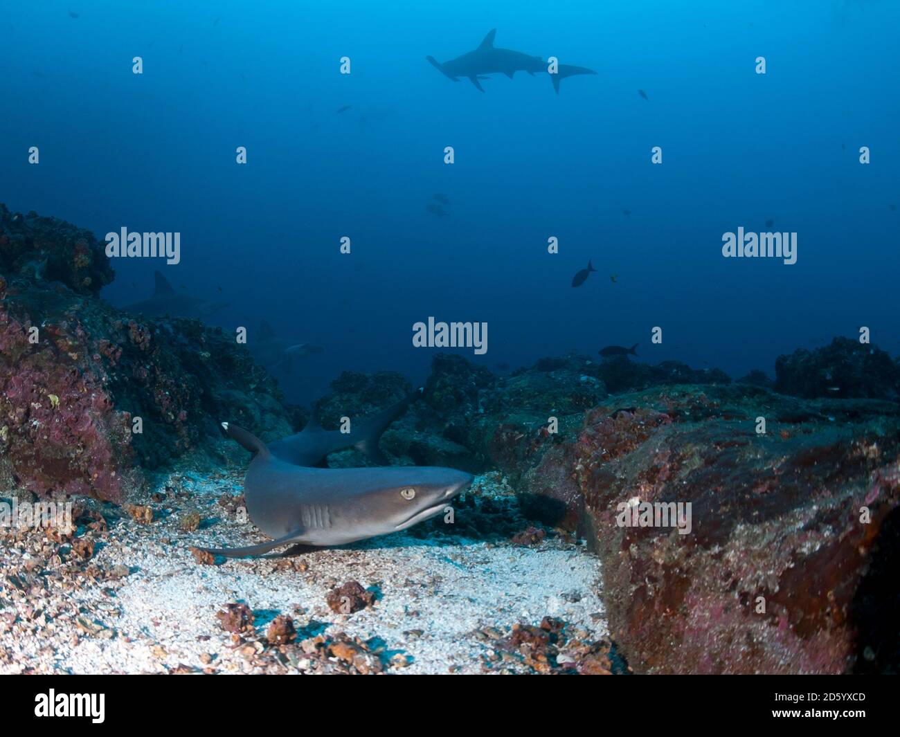 White shark color fotografãas e imãgen de alta roluciãn