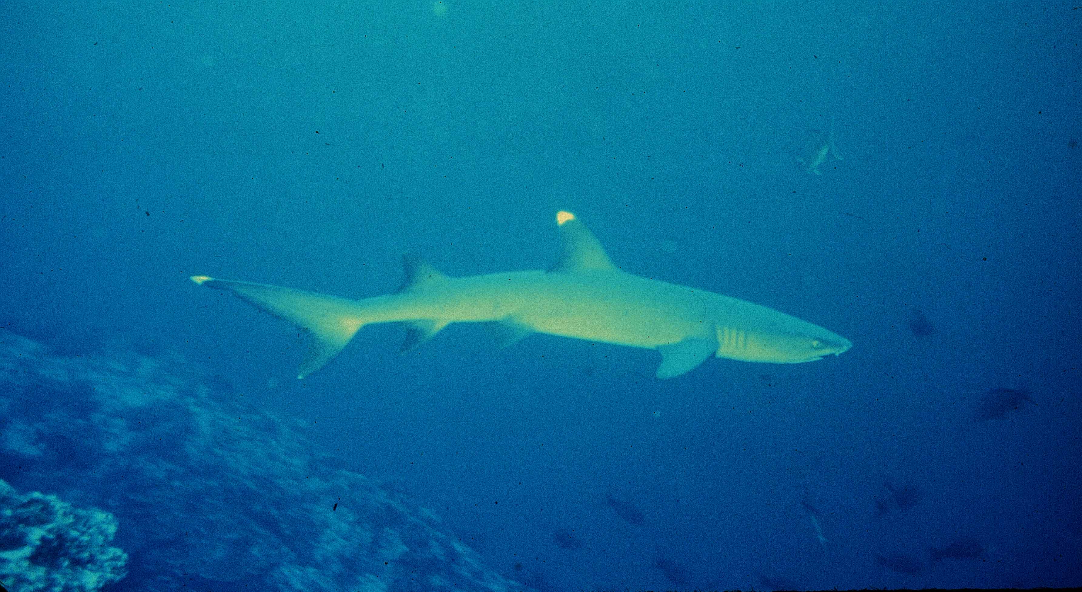 Triaenodon obesus
