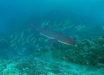 Shark under the sea fish floor decals d wallpaper wall mural