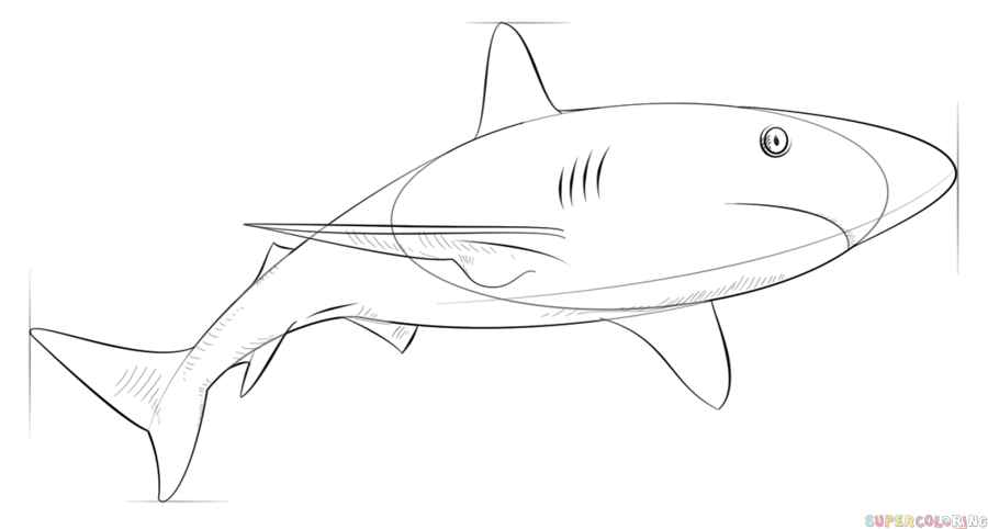 Cãmo dibujar un tiburãn de arrecife del caribe tutorial de dibujo paso a paso