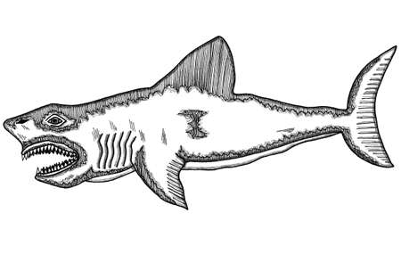 Tiburon dibujo imãgen y fotos