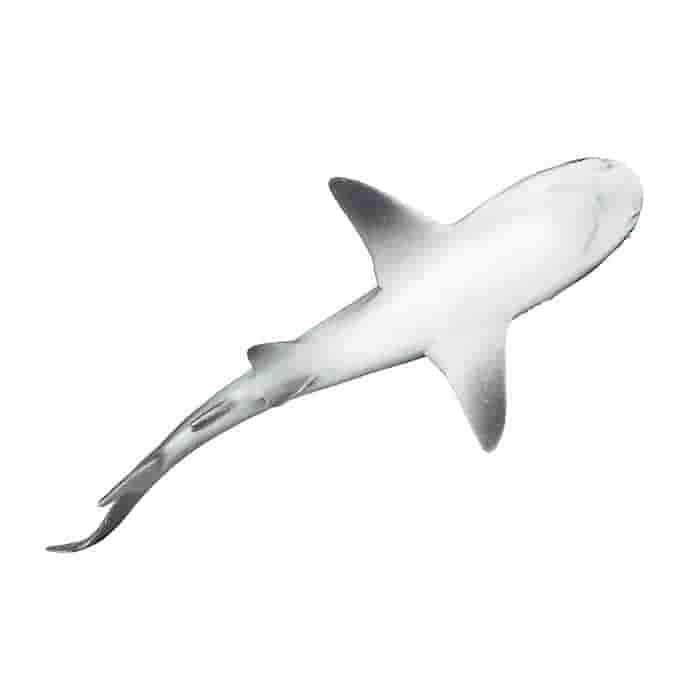 Tiburon gris