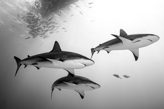 Arte de pared de tiburãn de arrecife en blanco y negro sobre lienzo metal o acrãlico imagen de tiburones nadando debajo de un bote listo para colgar