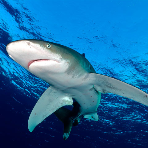 Tiburones en el mar rojo tipos de tiburones zonas y rutas de vida a bordo