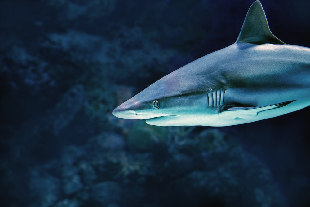 Reef shark pictures download free images on