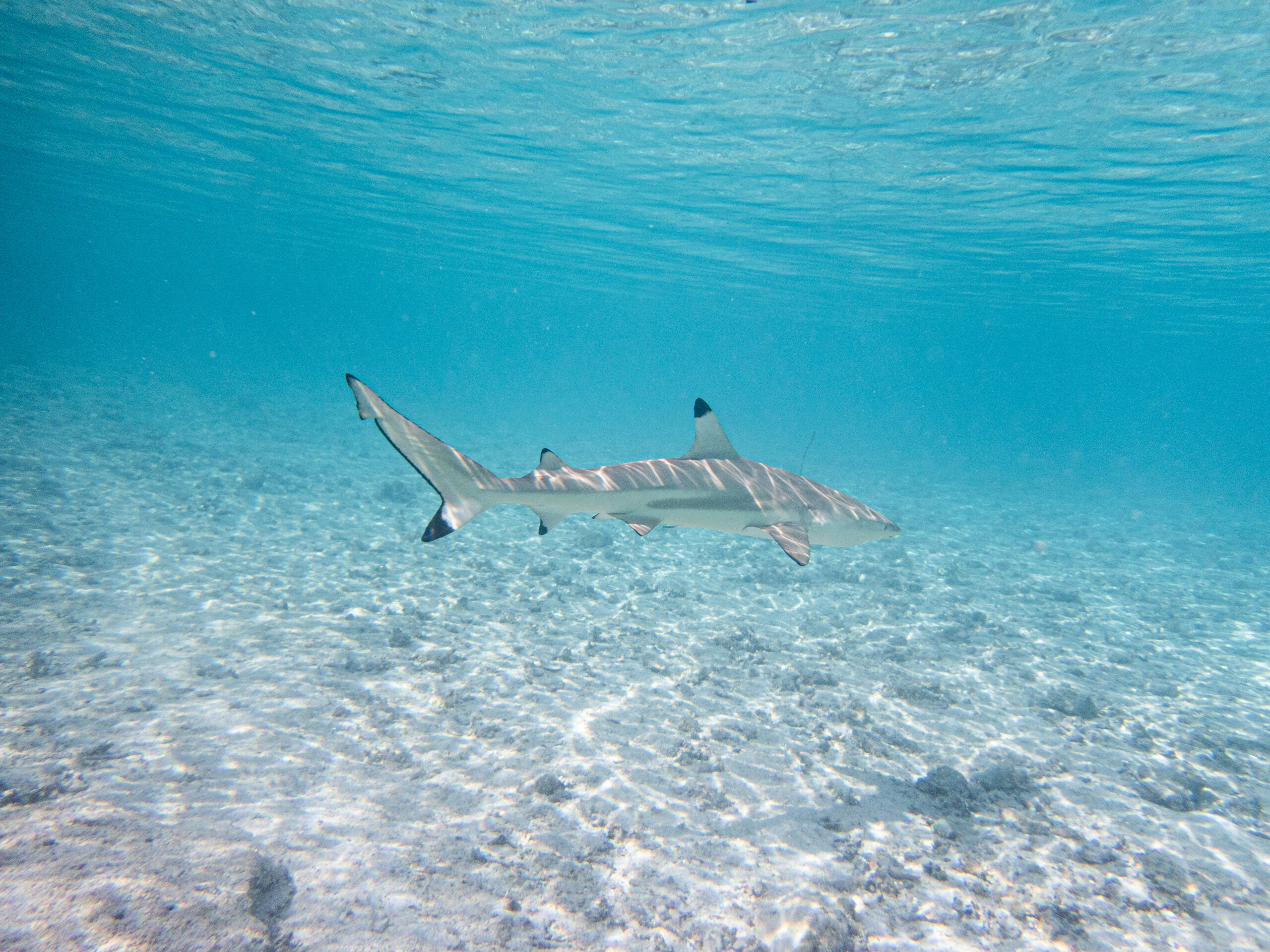 Tiburãn punta negra â carcharhinus melanopterus â ficha de pez
