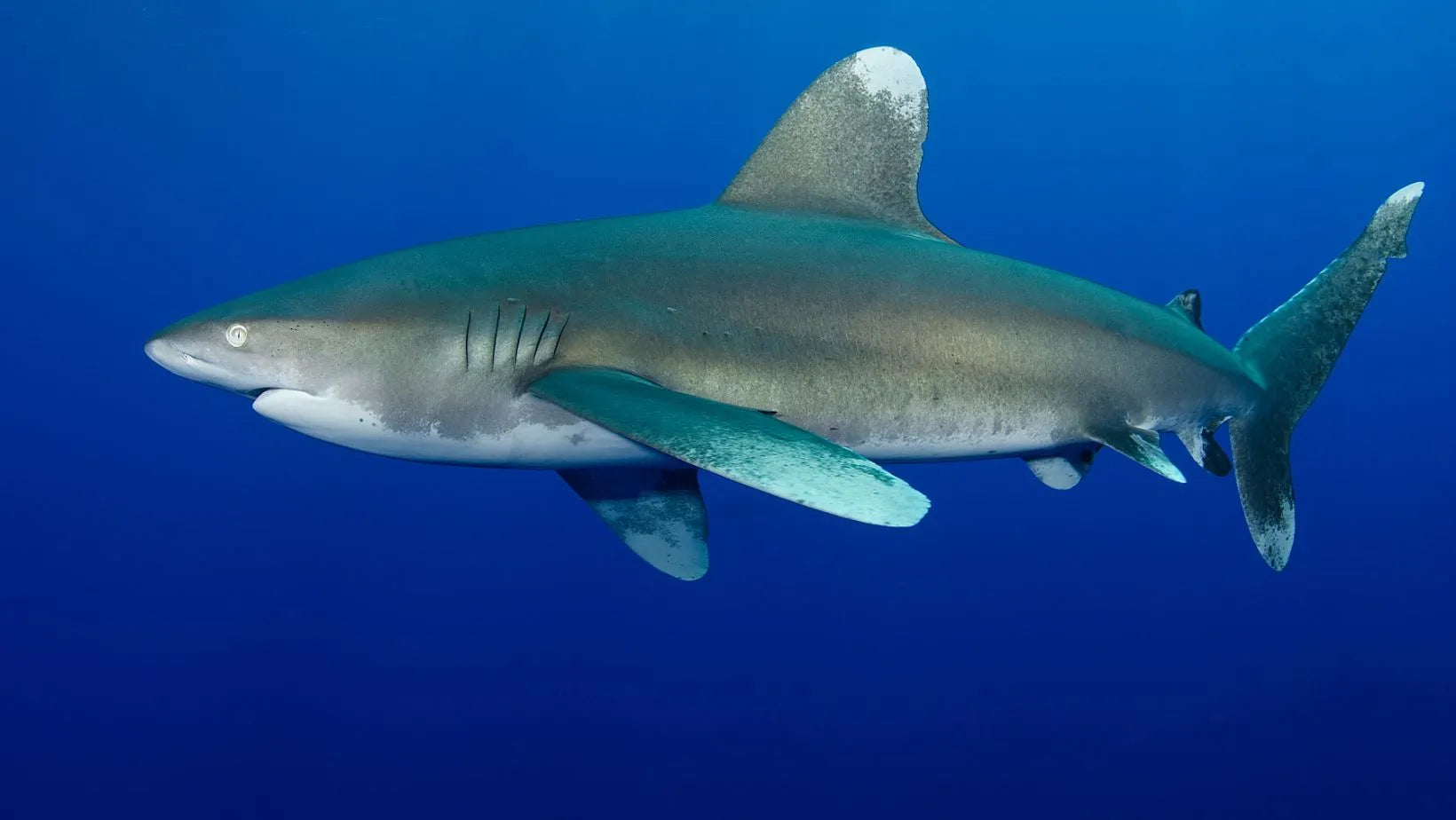 Todo acerca del tiburãn longimanus tiburãn oceãnico de puntas blancas