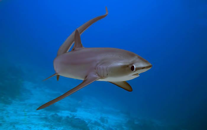 Tiburones en el mar rojo tipos de tiburones zonas y rutas de vida a bordo