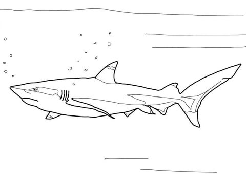 Dibujo de tiburãn punta negra para colorear dibujos para colorear imprimir gratis