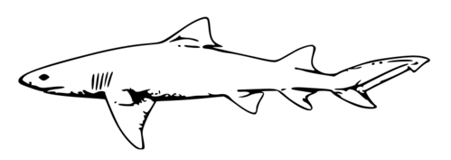 Vector de tiburãn limãn para descargar gratis