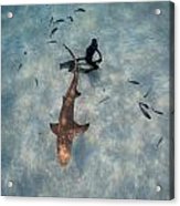 Tiburon limon poster by one ocean one breath