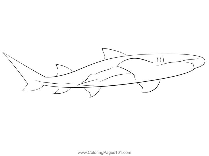 Lemonshark aquarium coloring page shark coloring pages coloring pages color