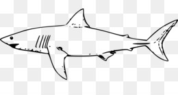 Lemon shark png