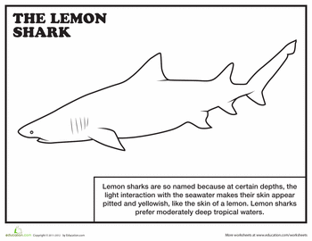 Lemon shark worksheet education shark coloring pages shark sharks for kids