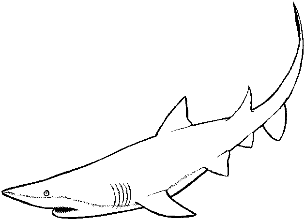 Dibujo de tiburãn para colorear y pintar
