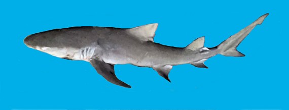 Lemon shark mexican fish