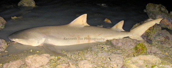Lemon shark mexican fish