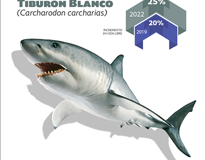 Tiburon blanco projects photos videos logos illustrations and branding on