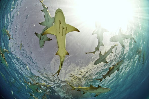 Tour to see the lemon sharks of sal island from santa marãa santa maria