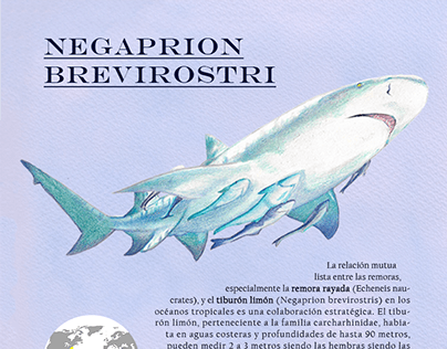 Tiburon blanco projects photos videos logos illustrations and branding on