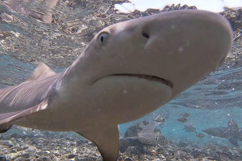 Tour to see the lemon sharks of sal island from santa marãa santa maria