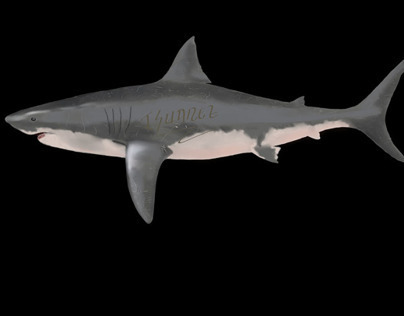 Tiburon blanco projects photos videos logos illustrations and branding on