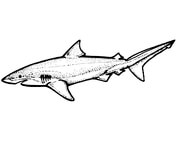 Lemon shark jumps out of the water coloring page free printable coloring pages