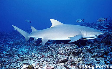 Negaprion acutidens â discover fishes