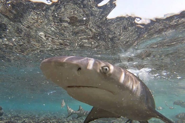 Tour to see the lemon sharks of sal island from santa marãa santa maria
