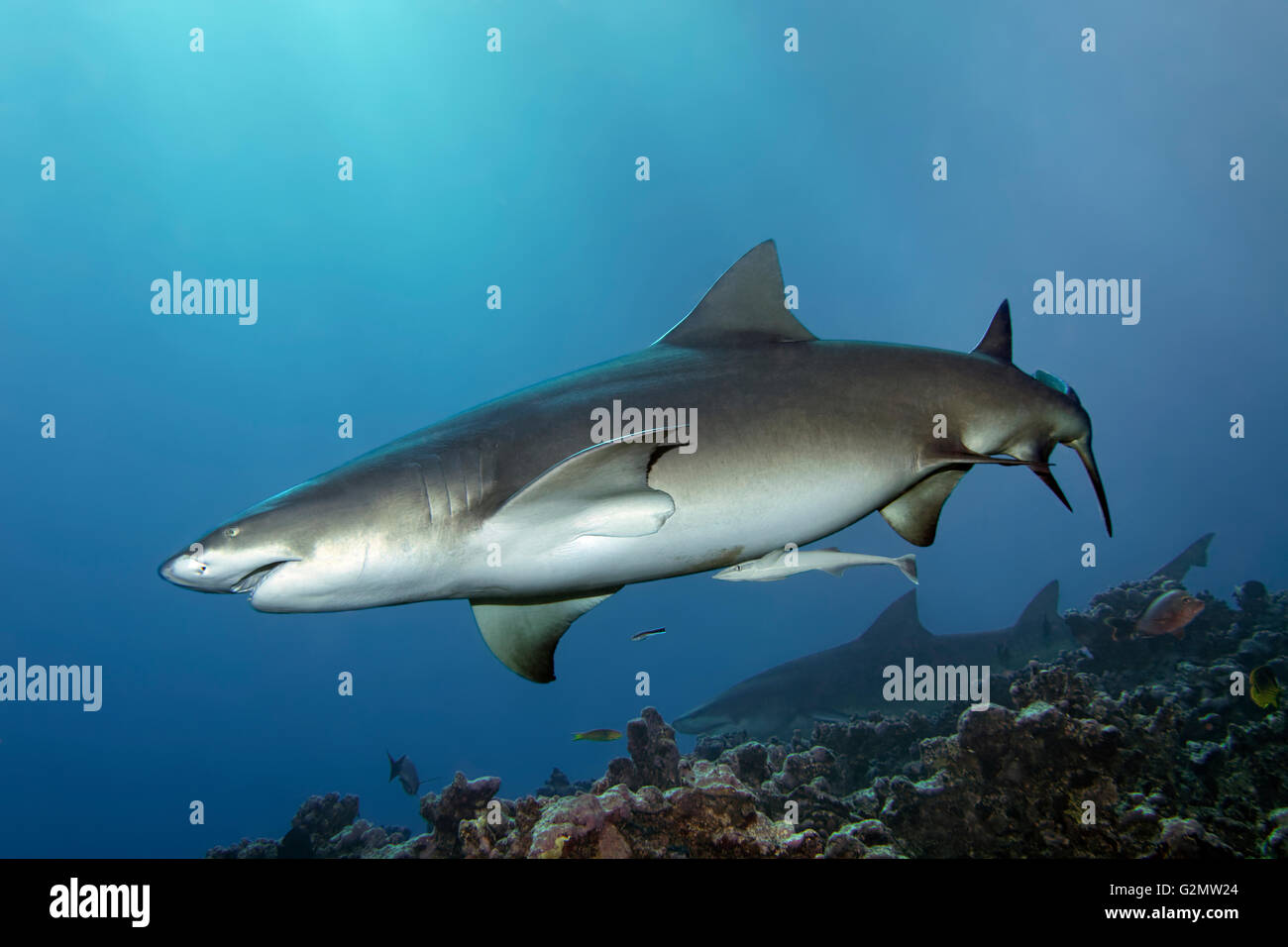 Lemon shark hi