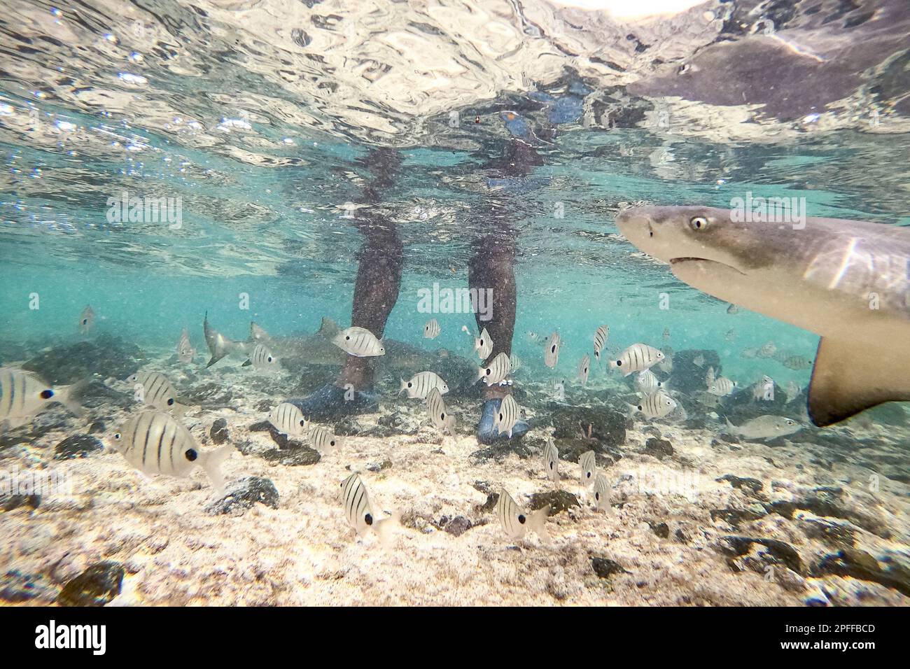 Tiburon limãn fotografãas e imãgen de alta roluciãn
