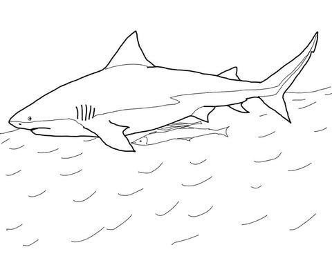 Dibujo de tiburãn sarda para colorear dibujos para colorear imprimir gratis