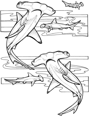 Hammerhead sharks coloring page free printable coloring pages