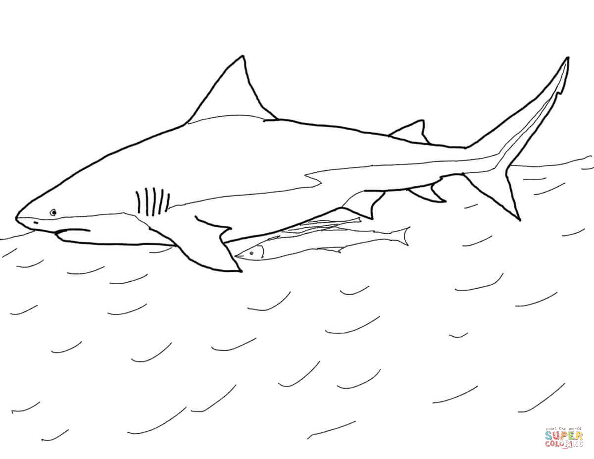 Dibujo de tiburãn sarda para colorear dibujos para colorear imprimir gratis