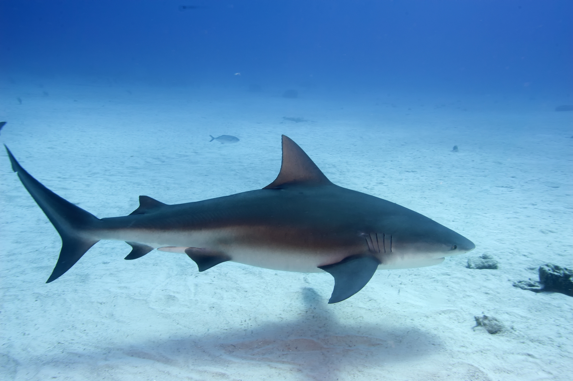 Carcharhinus leucas â discover fishes