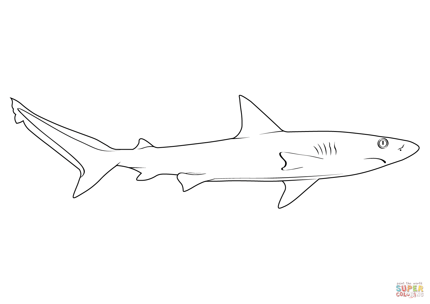 Galapagos shark carcharhinus galapagensis coloring page free printable coloring pages
