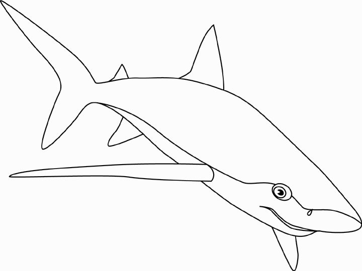 Desenho pintar tubarão shark coloring pages shark pictures sharks for kids