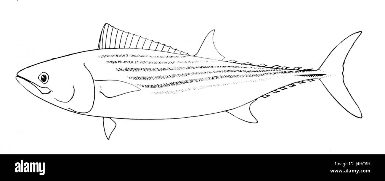 Sarda chiliensis fotografãas e imãgen de alta roluciãn