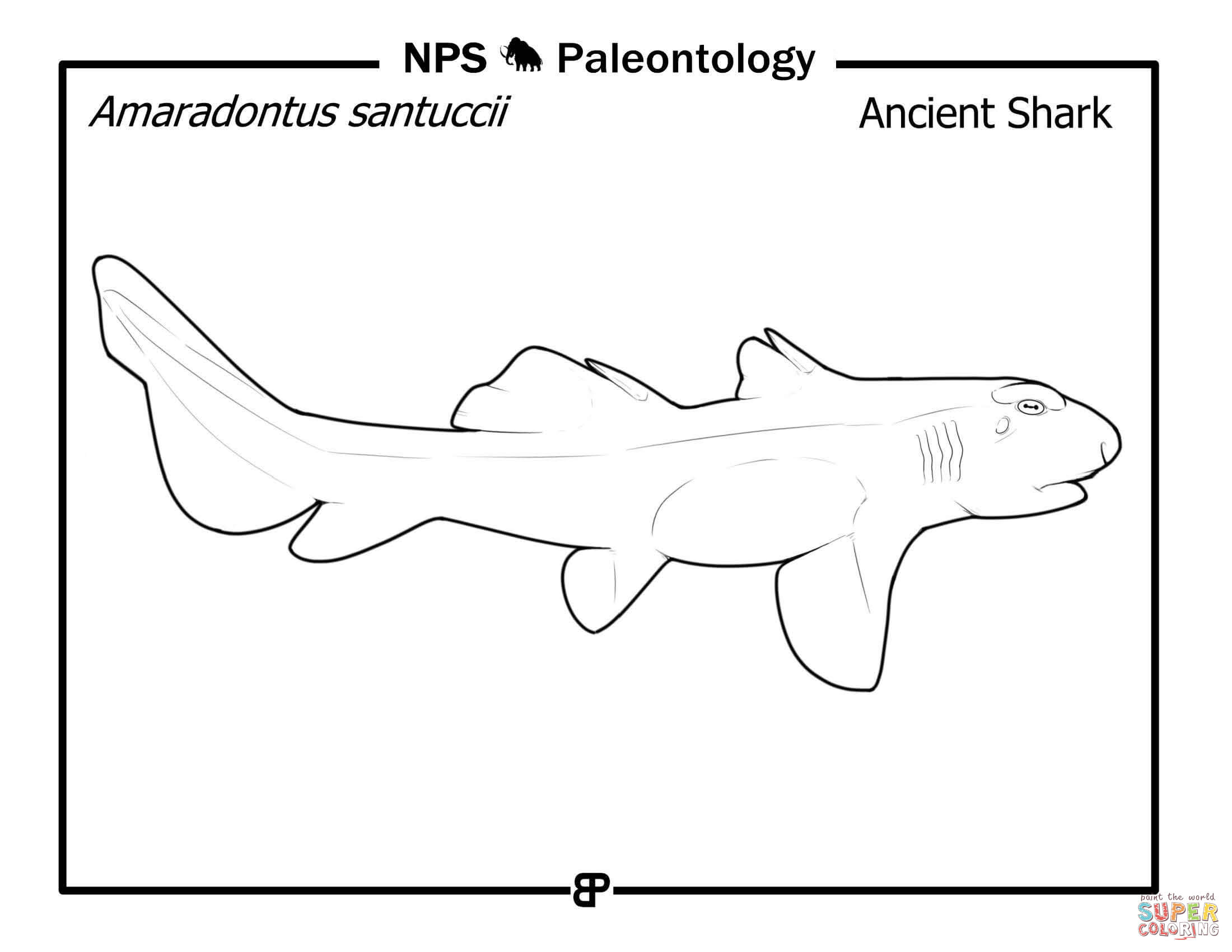 Paleozoic shark amaradontus santuccii coloring page free printable coloring pages