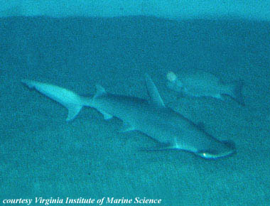 Sphyrna tiburo â discover fishes
