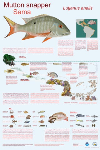 Sama mutton snapper lujanus analis by caribbean fishery management council