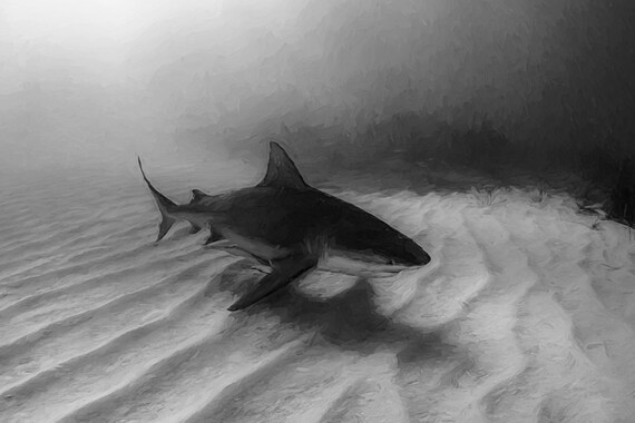 Imagen de un tiburãn toro nadando sobre las ondas de arena en el fondo del ocãano fotografãa artãstica de tiburones en blanco y negro