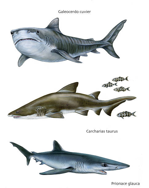 Tiburãn tigre de arena ilustraciones de stock grãficos vectoriales libres de derechos y clip art